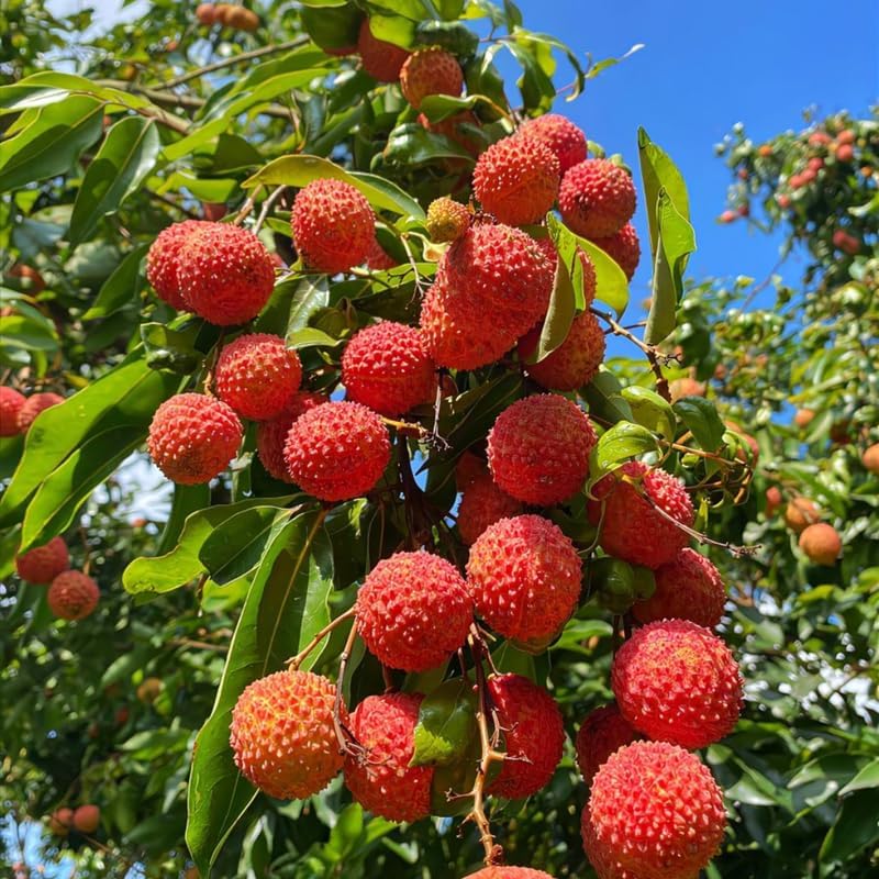Live Mauritius Lychee Mauritius Tree | 2.5–3 Ft Tall Potted Plant | Hardy Fruit-Bearing Tropical Tree for Indoor or Outdoor Growing | No Ship to CA,HI,AK