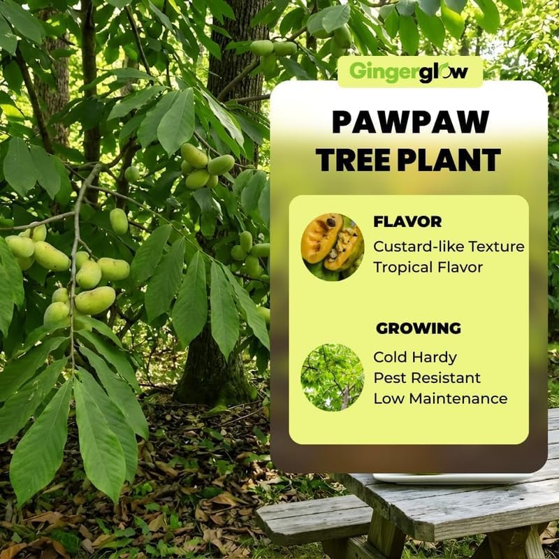 Pawpaw Tree Live Plant, 12-18 Inch Tall in Quart Pot, Native Fruit Tree Starter for Backyard and Garden Rows