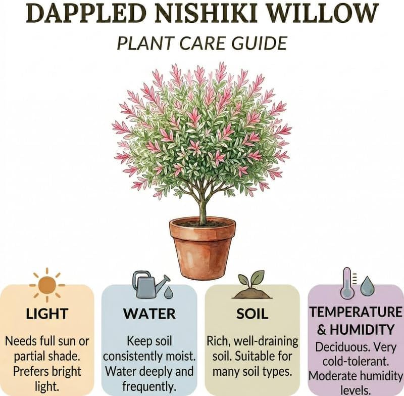 Live Japanese Dappled Willow Shrub in Quart Pot, Easy to Grow Hakuro Nishiki, Fast-Growing Ornamental Deciduous Plant for Garden Borders & Landscape Accents