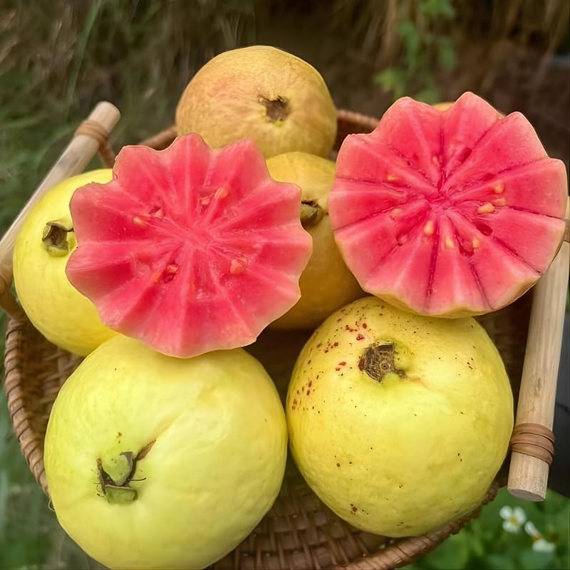 Guava Tree Live Plant 3 Ft Tall | Ruby Guava Tree with Fragrant Blooms & Pink Fruit, Versatile Guava Plants Live for Planting