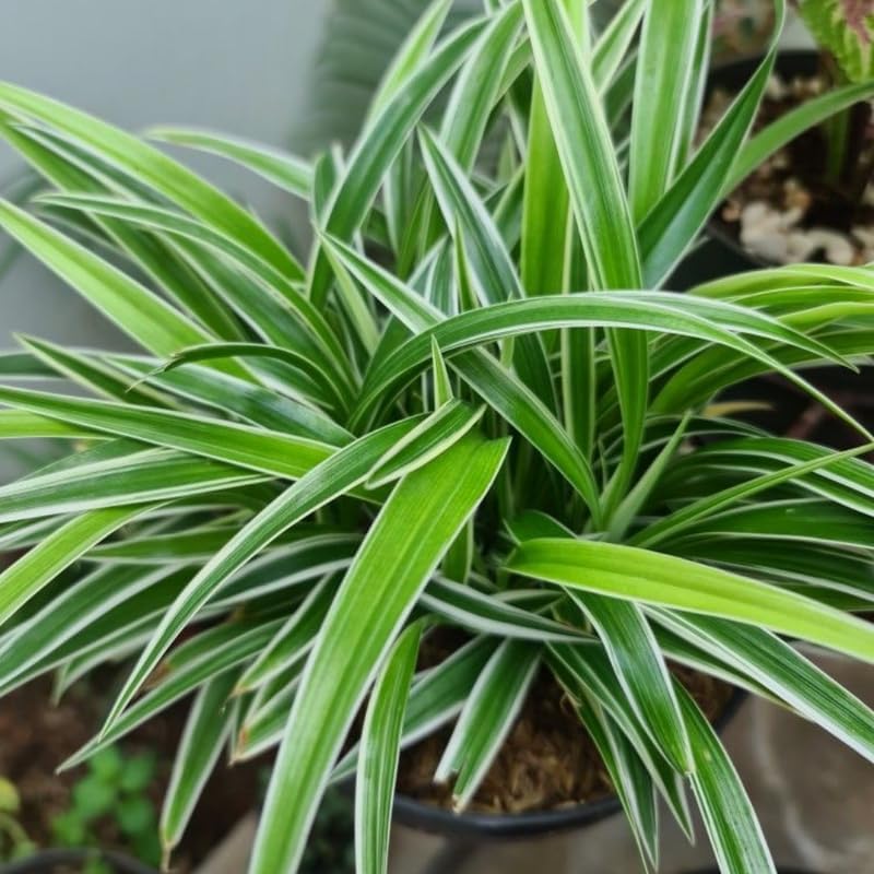 Curly Spider Plant Live in 4 Inch Pot, Live Spider Plants Indoor, Air-Purifying, Low Maintenance, Perfect for Home and Office Décor, Easy Care Starter Plants