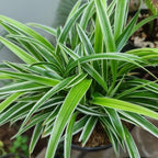 Curly Spider Plant Live in 4 Inch Pot, Live Spider Plants Indoor, Air-Purifying, Low Maintenance, Perfect for Home and Office Décor, Easy Care Starter Plants