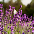 English Lavender Plants Live Outdoor and Garden, 3-Inch Pot, Cold-Hardy English Lavender for Patios, Borders, and Pathways