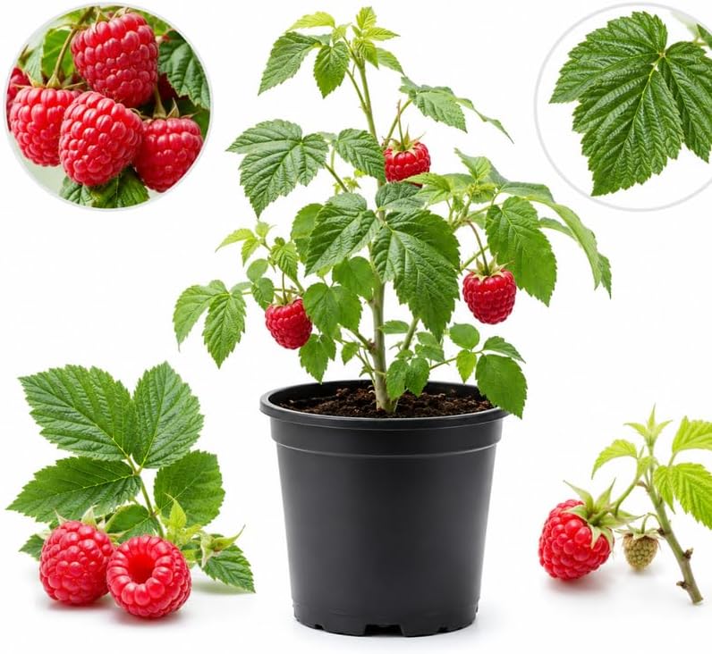 Raspberry Plants Live for Planting, Caroline Red Raspberry in 4" Pot, Vigorous Fruit Bearing Bush for Outdoor Landscape and Orchard