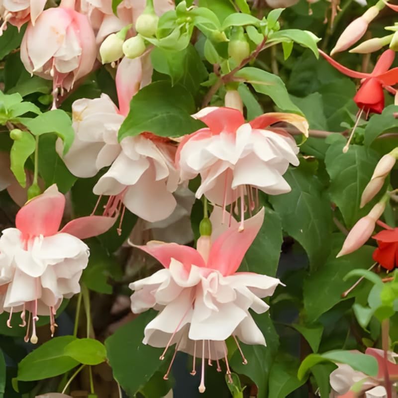 Fuchsia Plants Live, Double Red Fuchsia, 6-12 Inch Tall, Marinka Variety, Fast Growing Deciduous Flowering Shrub, Well-Rooted Plant