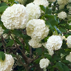 2 Snowball Bush Live Plants | Japanese Snowball Viburnum Live Plant for Outdoor Growing | 1–2 Feet Tall Bare Root Shrubs | Ideal for Garden Planting and Landscape Use
