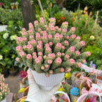 Crassula rupestris 'Baby’s Necklace' Live Plant | Compact Trailing Succulent in 2" Inch Pot | Rare Houseplant for Shelf & Desk Décor