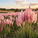 2 Pink Pampas Grass Live Plant, Cortaderia Selloana, Well-Rooted 4" Potted Plant for Privacy Screens and Sunny Spots