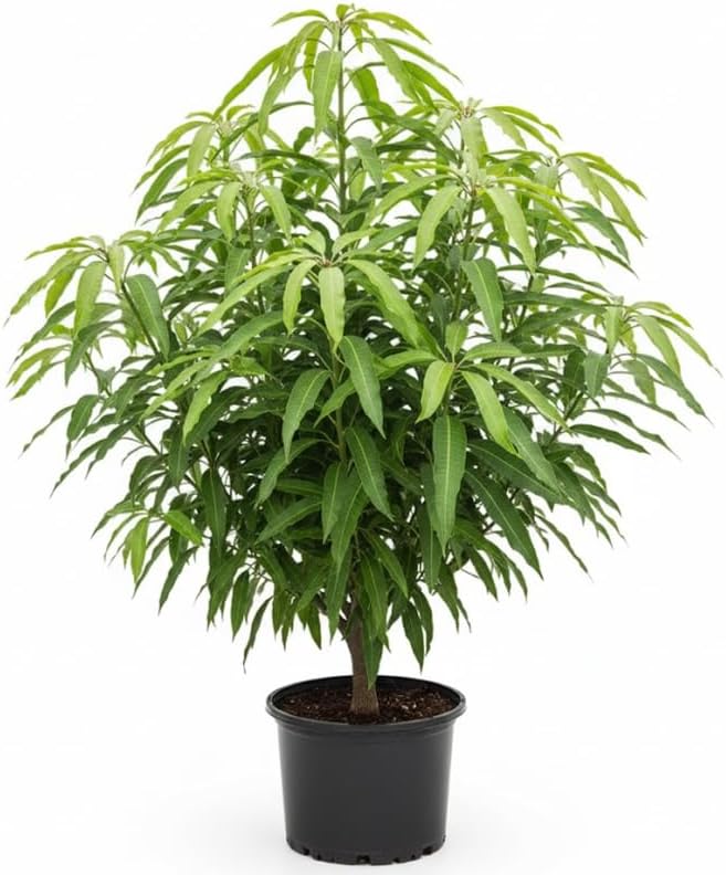 Mallika Mango Trees Live Plants |Sweet Fruit Tree 2.5–3 Ft Tall | Compact Tropical Mango Variety with Rich, Aromatic Fruit | Ideal for Yard, Patio & Warm-Climate Gardens | No Ship CA, HI, AK