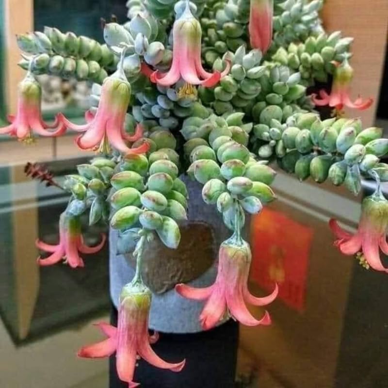 Cotyledon Pendens Succulent Plant Live – 4 Inch Pot | Rare Trailing Houseplant | Easy-Care Indoor Succulent