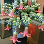 Cotyledon Pendens Succulent Plant Live – 4 Inch Pot | Rare Trailing Houseplant | Easy-Care Indoor Succulent