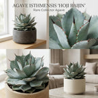 2 Live Succulent Plant, Variegated Agave in 4 Inch Pot, Dwarf Agave Isthmensis Plant for Living Rooms & Patio, Easy to Care Drought Tolerant Decor