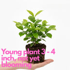 Belle of India Jasmine Plant Live | Size 4 to 5 Inch Tall | Housewarming Friendship Gifts for Women Best Friend Presents for Mom Birthday Gift for New Home