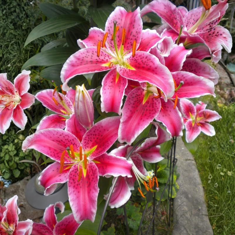 Oriental Lily Bulbs, Lily Bulbs for Spring Planting, 5 Pack Premium 12/14 Size, Easy to Grow Summer Flowering Bulbs for Potted Décor