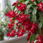 Orange Christmas Cactus Plant, 5-6 Inch Tall, Winter Blooming Succulent Starter for Home Décor, Low Maintenance Plant for Bright Indoor Spaces and Holiday Gifts