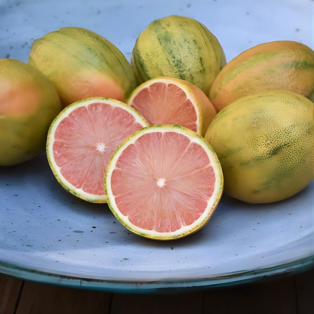 Pink Lemon Tree for Planting | 2.5–3 Feet Tall Live Potted Citrus Plant | Variegated Edible Indoor or Outdoor Fruit Tree for Home Gardens, Patios & Containers | No Ship to CA,HI,AK