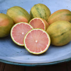 Pink Lemon Tree for Planting | 2.5–3 Feet Tall Live Potted Citrus Plant | Variegated Edible Indoor or Outdoor Fruit Tree for Home Gardens, Patios & Containers | No Ship to CA,HI,AK