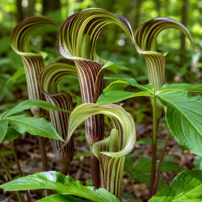 Jack-in-The-Pulpit Plants - 5 Perennial Bulb, Arisaema Triphyllum for Shady Woodland Gardens, Cold-Hardy Exotic Shade Plant for Home Landscapes