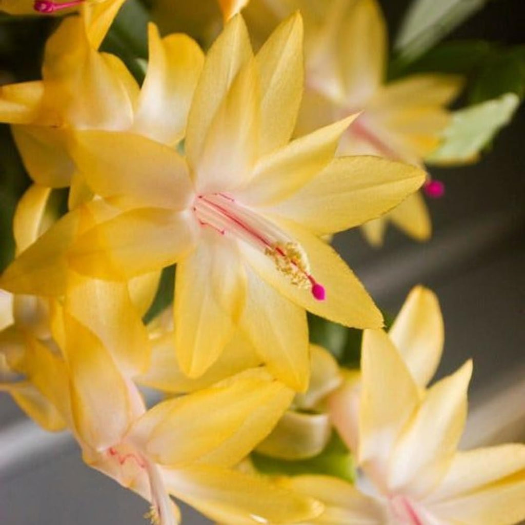 Yellow Christmas Cactus Live Plant | 3–4 Inch Tall Indoor Houseplant | Well-Rooted Holiday Cactus | Gift Story Card for Friends & Gift for New Home