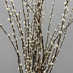 2 Pussy Willow Live Plants – 6 to 12 Inch Tall | Early Spring Blooming Shrubs with Soft Catkins | Hardy and Easy to Grow Shrubs