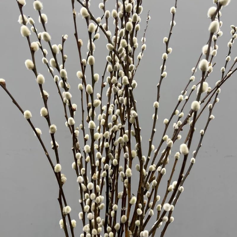 2 Pussy Willow Live Plants – 6 to 12 Inch Tall | Early Spring Blooming Shrubs with Soft Catkins | Hardy and Easy to Grow Shrubs