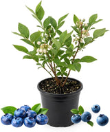 Emerald Blueberry Bush Live Plant - 4" Deep Pot | Cold-Hardy Southern Highbush Variety | Well-Rooted Fruit Plant for Edible Landscapes and Patios