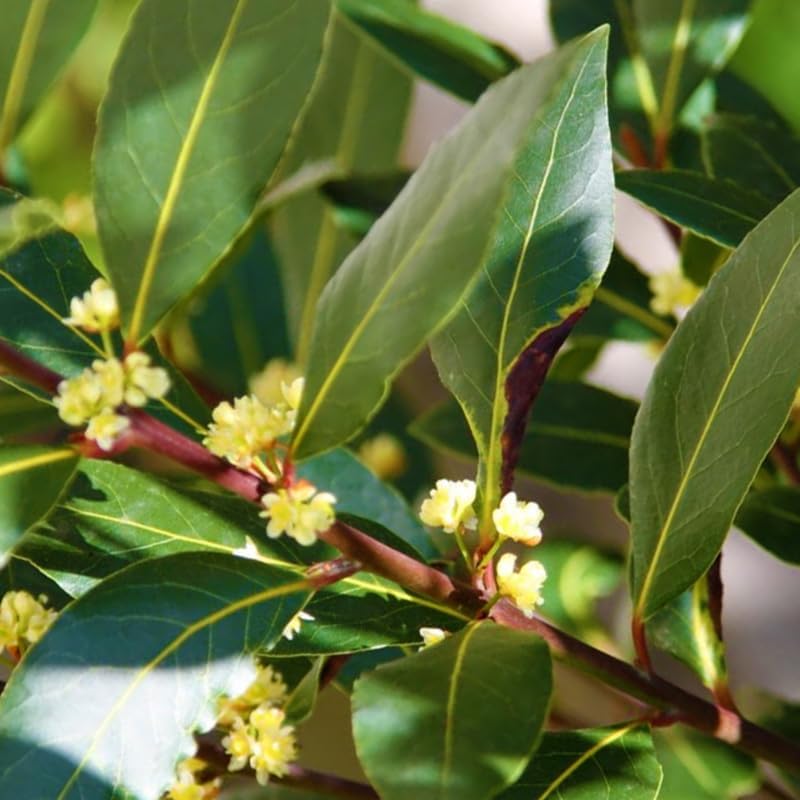 3 Live Bay Leaf Plants | 5-6 Inch Herb Plants | Laurus Nobili Live Plant | Culinary and Home Garden | Bay Laurel Tree Live Plant