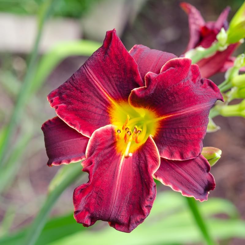 3 Red Volunteer Daylily Plants Live Bare Root Fans, Low Maintenance, Hardy Perennial Flowers, Ideal for Border Gardens, Beds & Outdoor Landscaping