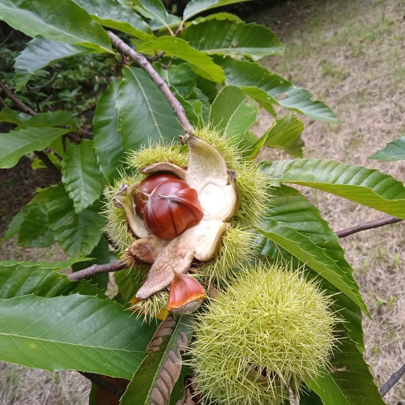 2 Chinese Chestnut Tree Live Plant – 2 to 3 Ft Tall | Sweet Nut-Producing Tree for Home Orchards | Hardy and Fast-Growing