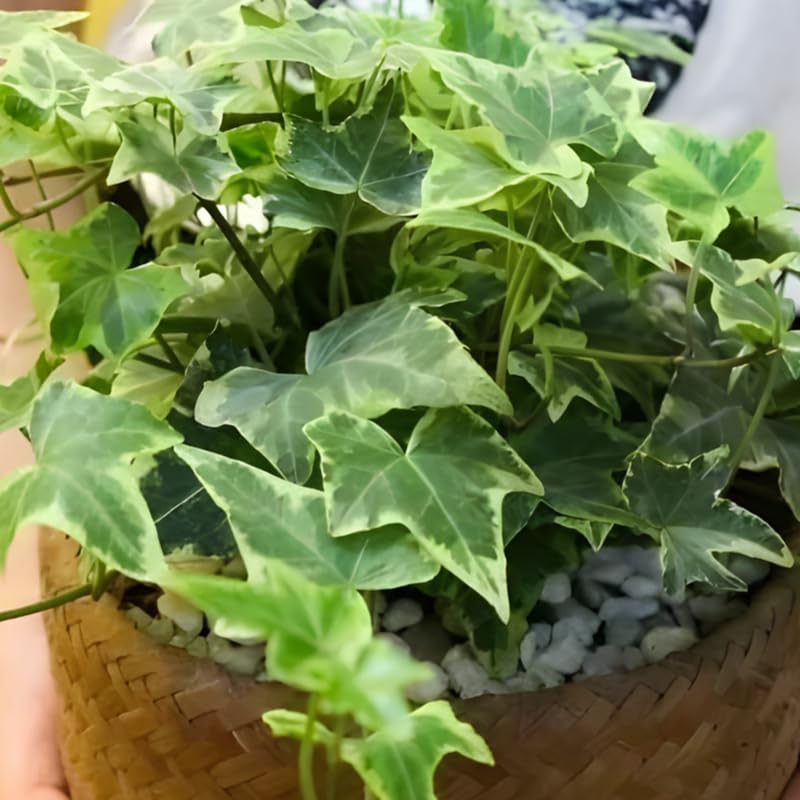 Glacier English Ivy in 6'' Inch Pot for Planting | Trailing & Climbing Easy-Care House Plant | Real English Ivy Plant for Indoor Décor
