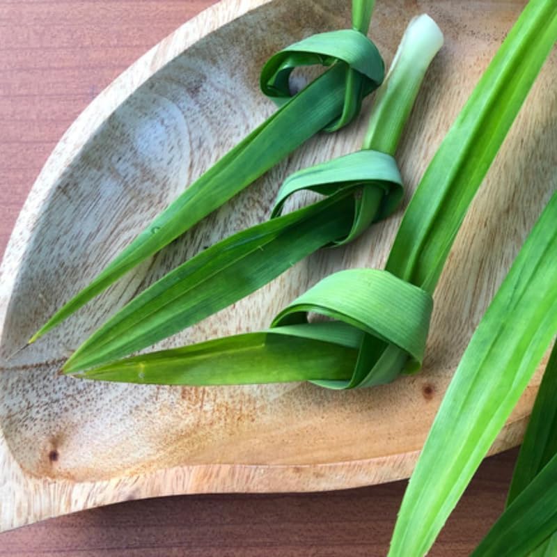 Pandan Leaf Plant Live 1–2 Ft | Tropical Pandanus Amaryllifolius | Easy-Grow Culinary Plant for Patio, Yard & Containers | No Ship to CA,HI,AK