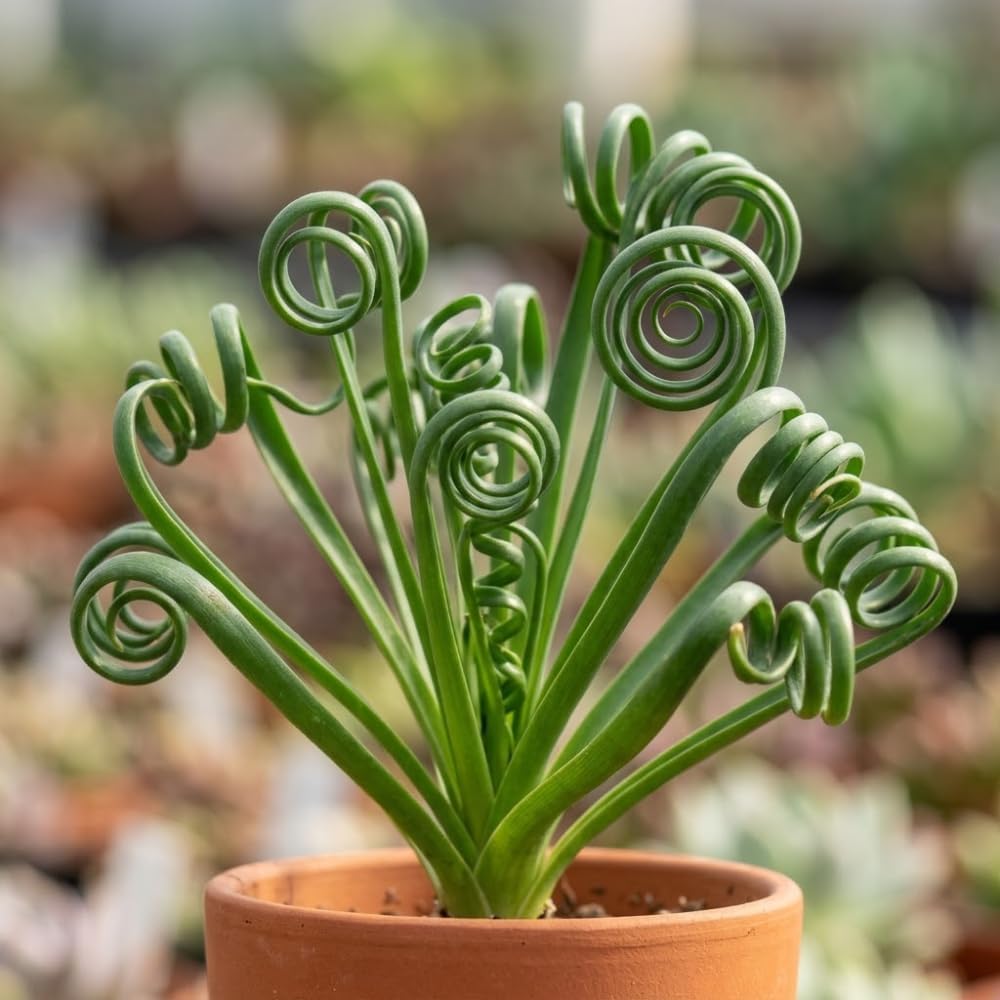 Frizzle Sizzle Plant, 4" Potted Albuca Spiralis Plant, High-Vigor Low Maintenance Spiral Succulent for Bright Windowsills, Striking Curly Foliage