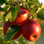 (No Ship to CA, HI, AK) Apple Trees Live Plants in 3 Gallon Pot, Fruit Trees Live Plants Ready to Fruit, Live Zestar Apple Trees for Outdoor Planting