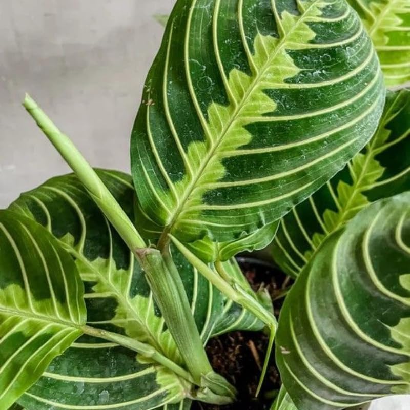 Maranta Plant Live ‘Lemon Lime’, 4" Potted Plant, Easy Care Indoor Greenery, Decorative Prayer Plant for Shelves and Desks