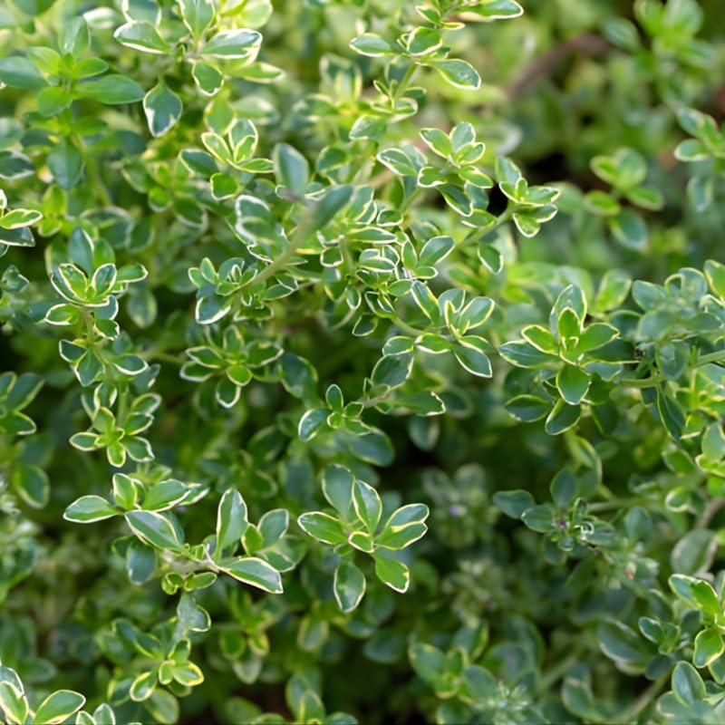 2 Thyme Plants Live, Lemon Thyme, Aromatic Potted Herb, Well-Rooted 4" Plant for Indoor Windowsills and Outdoor Spots
