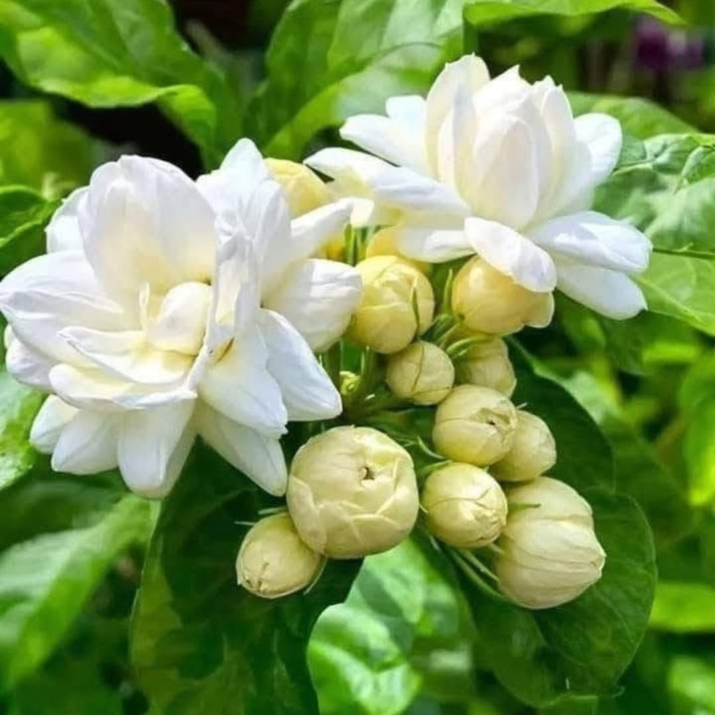 Grand Duke Jasmine Live Plant, Arabian Jasmine Flowers, Fragrant White Flowering Perennial, 5-8 Inch Size for Decorative Porch Planters, Easy to Grow