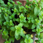 Chocolate Mint Plants Live Outdoor and Garden, Mint Plants Live in 3-Inch Pot, Cold-Hardy Mint Herb for Patios, Containers, and Ground Cover