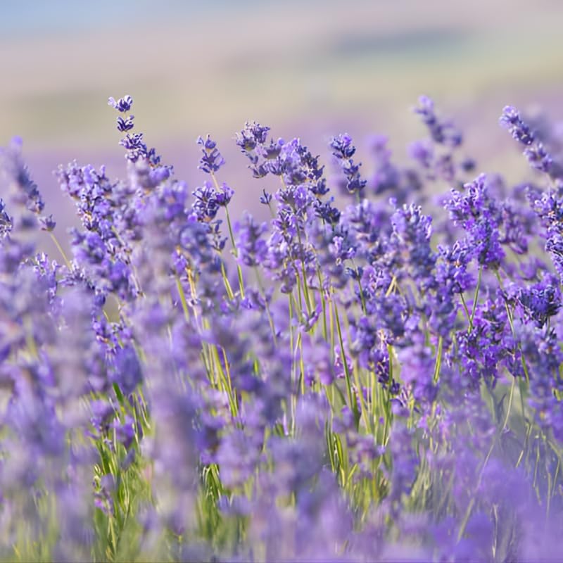 3 English Lavender Flower Plant, 3" Potted Plant, Easy Care Herb Garden Starter, Aromatic Purple Blossom Plant for Home and Office