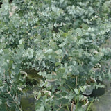Live Silver Dollar Eucalyptus Plant, 6" Bare Root Starter Plant, Eucalyptus Cinerea Fast Growing Shrub, Well-Rooted Seedlings for Floral Arrangements and Décor