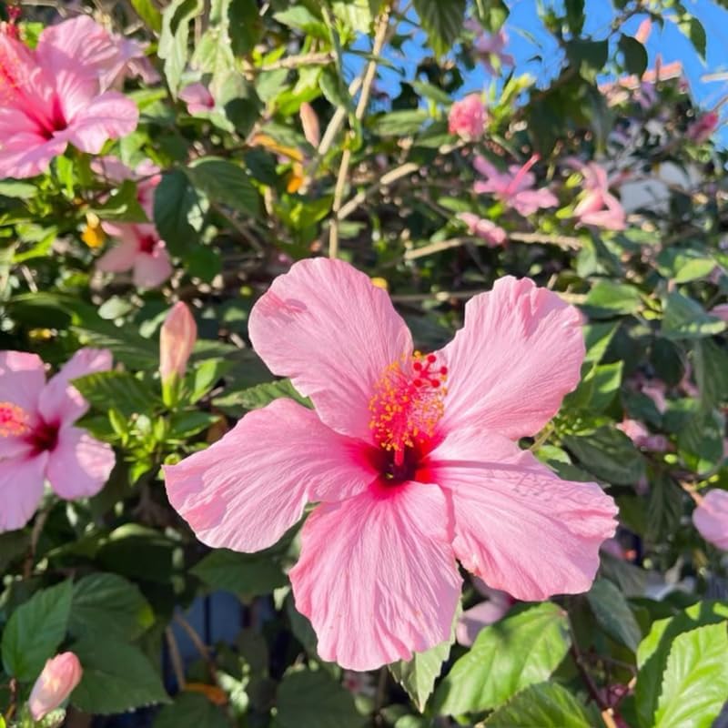 2 Pink Rose of Sharon Live Plants | 12–18 Inch Tall | Pink Blooming Hibiscus syriacus for Yards, Hedges, Borders & Landscape Design