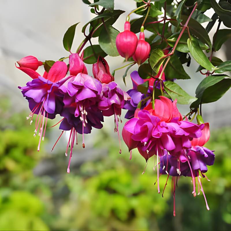 2 Fuchsia Plants Live, Gold and Red Foliage, 6-12 Inch Tall, Autumnale Variety, Trailing Flowering Plant, Ideal for Hanging Baskets
