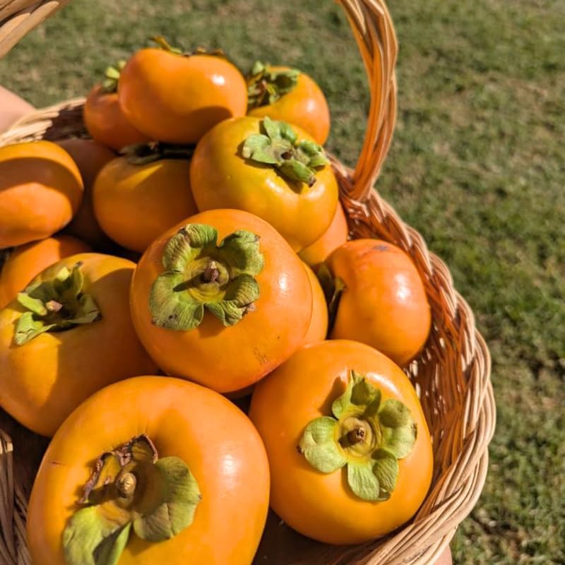 2 American Persimmon Live Tree – 12 to 24 Inch Tall Potted | Native Fruit Tree with Sweet Autumn Persimmons | Hardy, Long-Lived Tree for Outdoor Garden | No Ship to CA