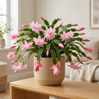 2 Orange Christmas Cactus Live Plant, 5-6 Inch Tall, Easy to Care Indoor Winter Houseplant for Office Desk and Patio Decor, Vigorous Live Holiday Plant