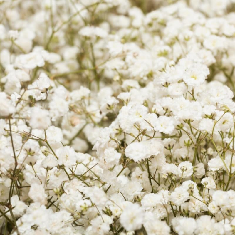 Baby's Breath Live Plant, 3-4 Inch Tall Bare Root Starter, White Flowering Perennial for Garden Borders