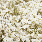 Baby's Breath Live Plant, 3-4 Inch Tall Bare Root Starter, White Flowering Perennial for Garden Borders
