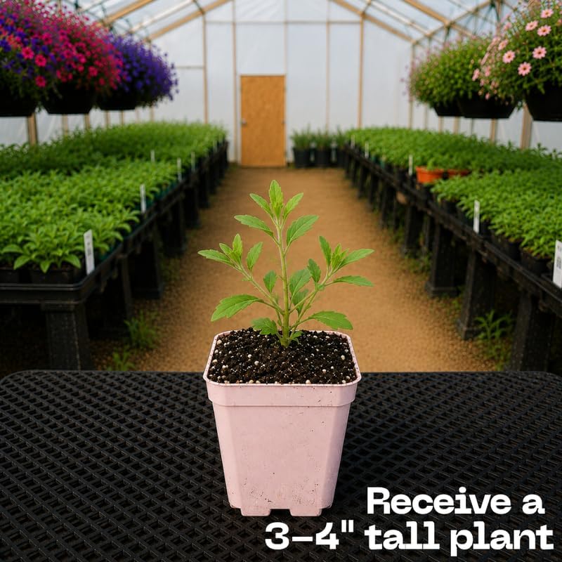White African Daisy Plant Live, 3" Pot, Low Maintenance Bright Flower for Tabletop, Sunroom and Outdoor Garden