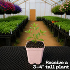White African Daisy Plant Live, 3" Pot, Low Maintenance Bright Flower for Tabletop, Sunroom and Outdoor Garden