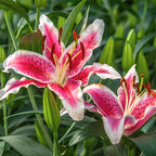 Stargazer Lily Bulbs, 5 Pack Premium 12/14 Size, Fragrant Pink and White Flowering Perennials for Garden Beds
