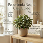 Peperomia Beetle Plant in 4'' Inch Pot, Low-Maintenance Peperomia Live Plant, Ideal Plant for Home & Office