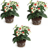 3 Live Bleeding Heart Plants | 4 to 5 Inch Tall | Clerodendrum Plant with White Blossoms | for Trellises, Patios, or Balconies